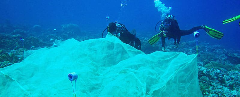 Drei Taucher befestigen ein Netz aus Organza-Stoff für die Ansiedlung der Korallenlarven, Bandasee.