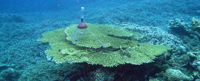Selbstgebaute Gametenfalle aus Trichter und PET-Flasche über einer Koralle, Bandasee.