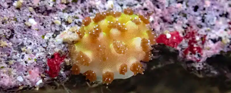 Einjähriger Korallenrekrut mit mehreren Polypen auf steinigem Untergrund, Bandasee.