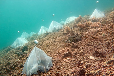Mit Netzen abgedeckte Testfelder zur Ansiedlung von Korallenlarven am Meeresgrund, Bandasee.