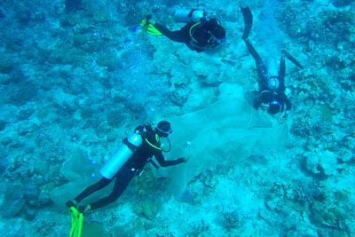 Taucher befestigen ein Fischernetz mit Organza für die Korallenlarven-Ansiedlung, Bandasee.