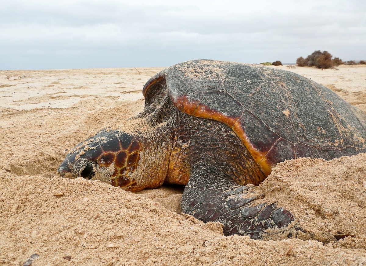 Nistende Unechte Karettschildkröte am Strand von Boa Vista, Kap Verde.