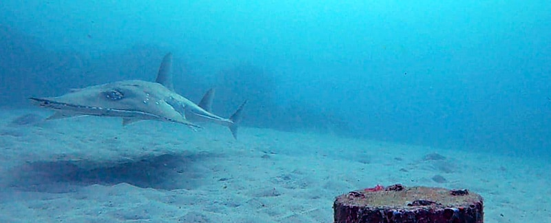 Geigenrochen (Wedgefish) in der Natadola Bay, Fidschi.