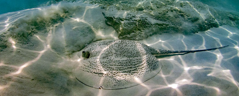 Igelrochen im Roten Meer.