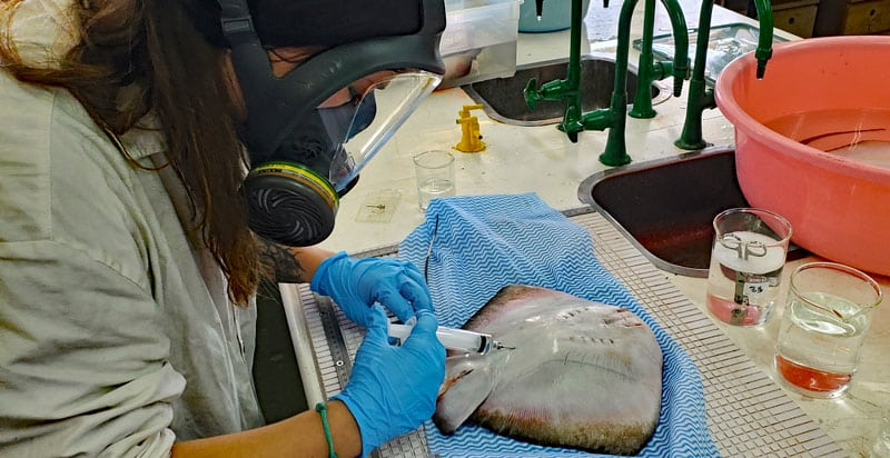 Dr. Kerstin Glaus untersucht einen Rochen – Feldforschung auf den Fidschi-Inseln.