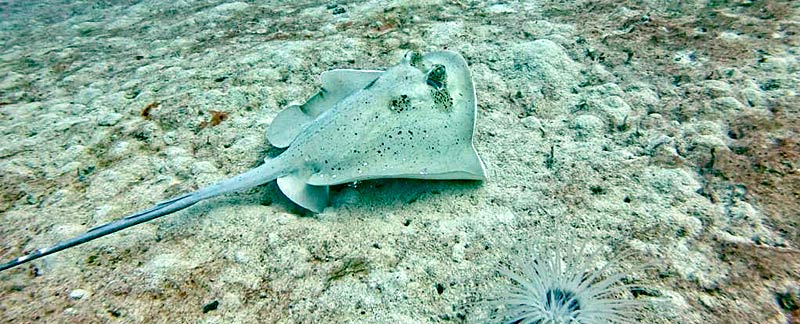 Ein Exemplar der neuen Rochenart: Blaupunkt-Maskenrochen auf den Fidschi-Inseln.