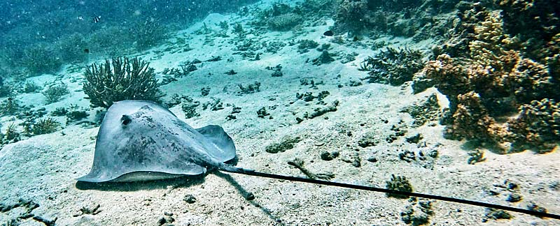 Rosa Peitschenrochen (Pateobatis fai) schwebend über dem Meeresboden, Fidschi.