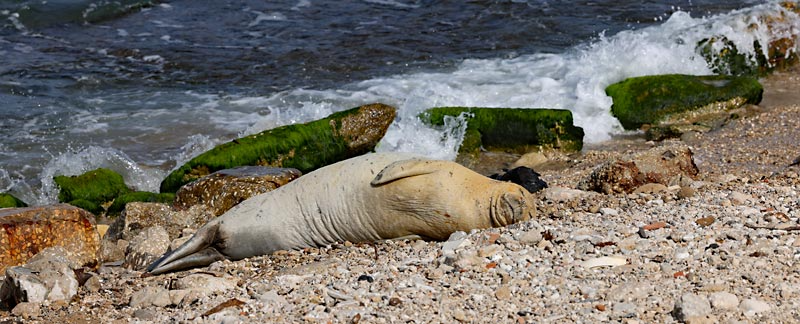 Mittelmeer-Mönchsrobbe Julia in Israel – Nahaufnahme.