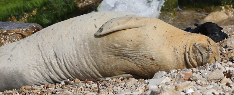 Mittelmeer-Mönchsrobbe Julia – Porträt aus Israel.