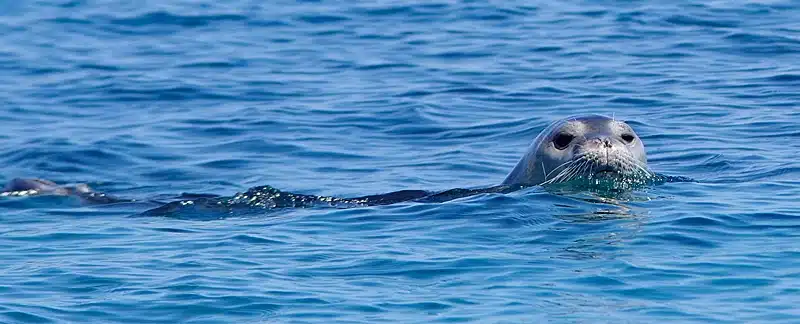 Mittelmeer-Mönchsrobbe schaut neugierig aus dem Wasser.