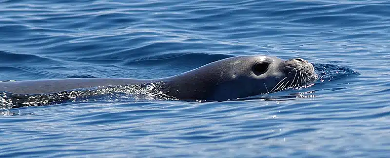 Mittelmeer-Mönchsrobbe beim Schwimmen.