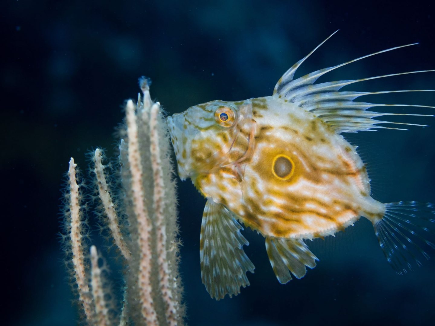 „König der Heringe": ein Petersfisch (Zeus faber) in der Kvarner Bucht.