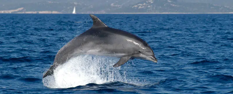 Großer Tümmler „Veseljak" in der Kvarner Bucht.