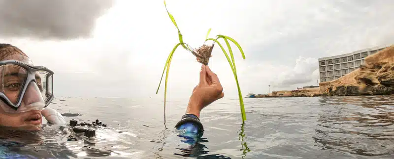 Meeresgärtner mit einem Seegras-Büschel – Renaturierungsprojekt auf Malta.
