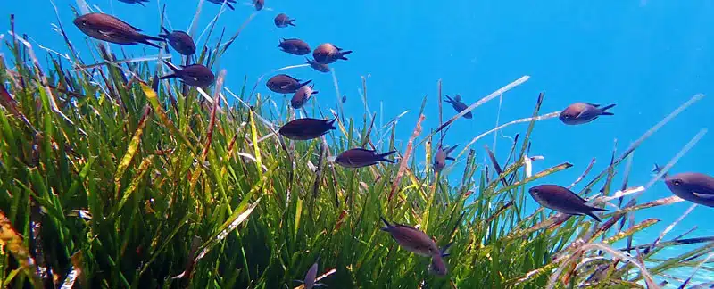 Posidonia-Seegraswiese in der Bucht von Stoupa (Griechenland) – Schutzgebiet.
